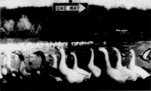 One-Way Sign in 1992