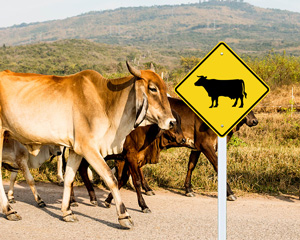 Cattle crossing sign