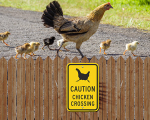 Caution Chicken Crossing Sign