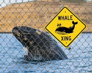 Whale Xing Sign
