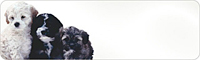 Designer Return Address Label, #12